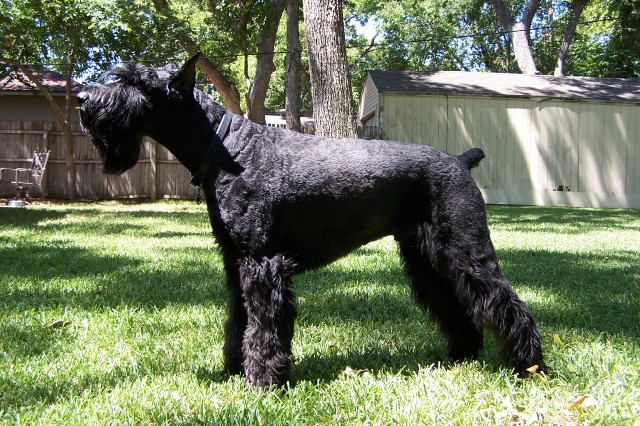 schnauzer gigante